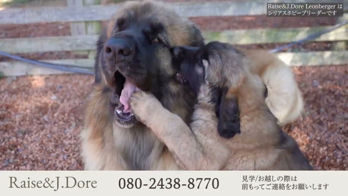 【Raise & J.Dore Leonberger】レオンベルガー専門ブリーダー 【Raise & J.Dore Leonberger】レオンベルガー専門ブリーダー