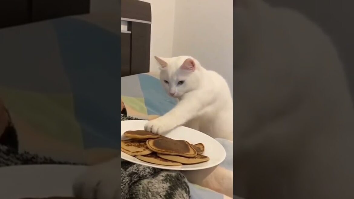 Love this cute kitty 😍😍 #cutest #kitty