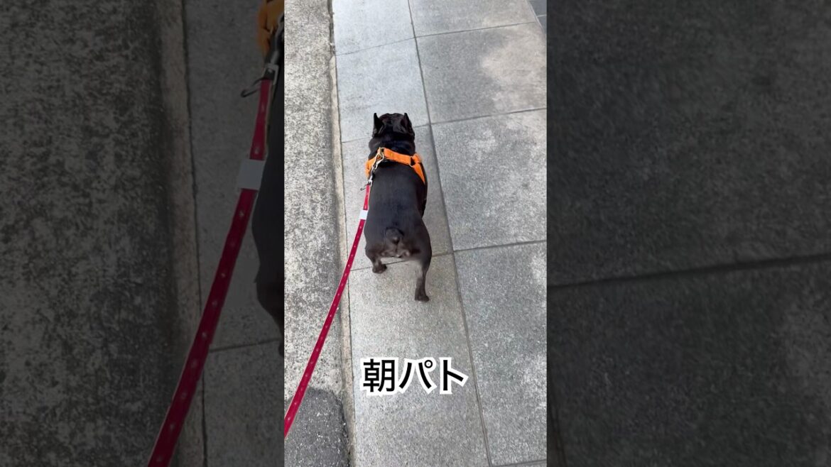 【今朝の凛さん】朝のルーティンパトロールへ赴くフレンチブルドッグ🐶#frenchie #frenchbulldog #frenchbulldoglife #shorts