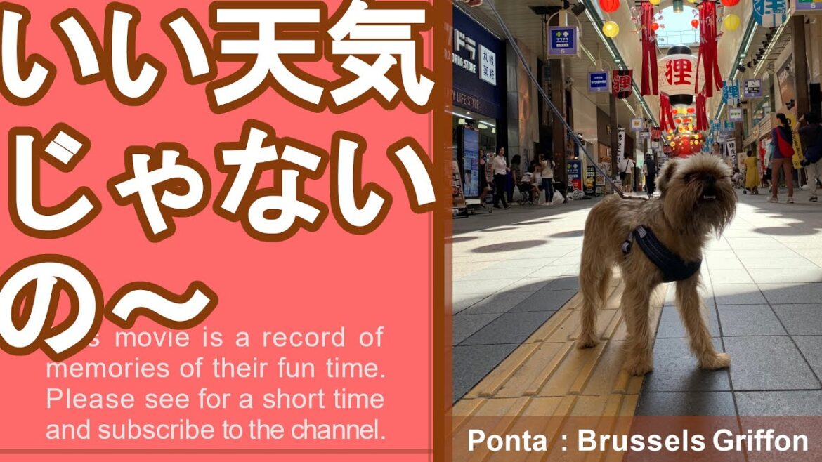 狸小路を散歩【ブリュッセルグリフォン / Brussels Griffon】