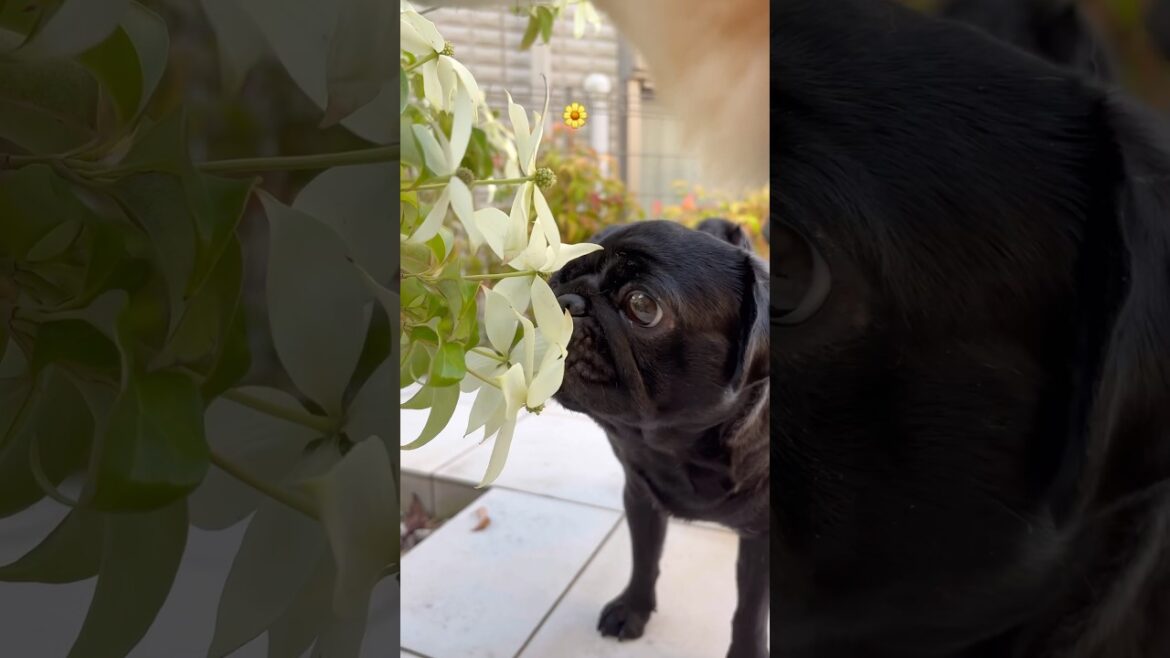 お花も食べたいな🌼 #パグ #柴犬 #dog #わんこ #pug #doggie #shibainu #flowers #癒し #healing #pet #shiba #食いしん坊 #愛犬