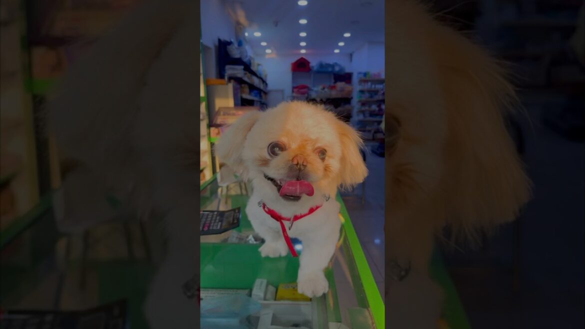 Grooming a Lhasa apso dog after one year 🐶✂️ #shorts #petshub #petshop #grooming #shihtzu #vet Grooming a Lhasa apso dog after one year 🐶✂️ #shorts #petshub #petshop #grooming #shihtzu #vet
