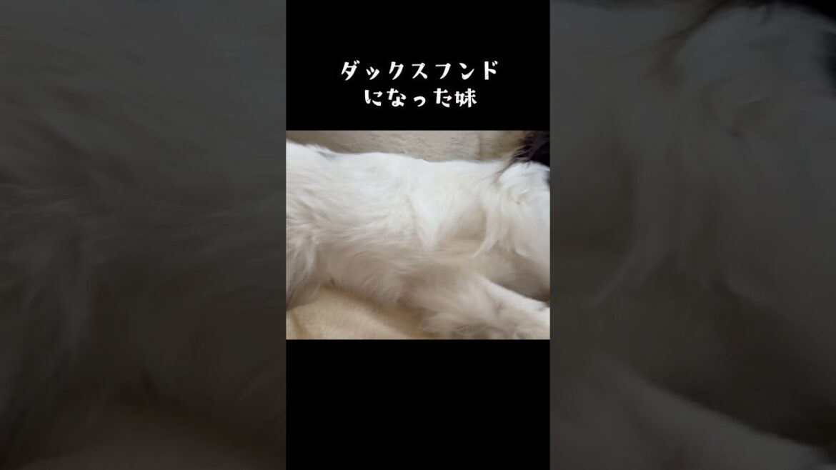妹はダックスフンド！！　#犬のいる暮らし #パピヨン #shorts