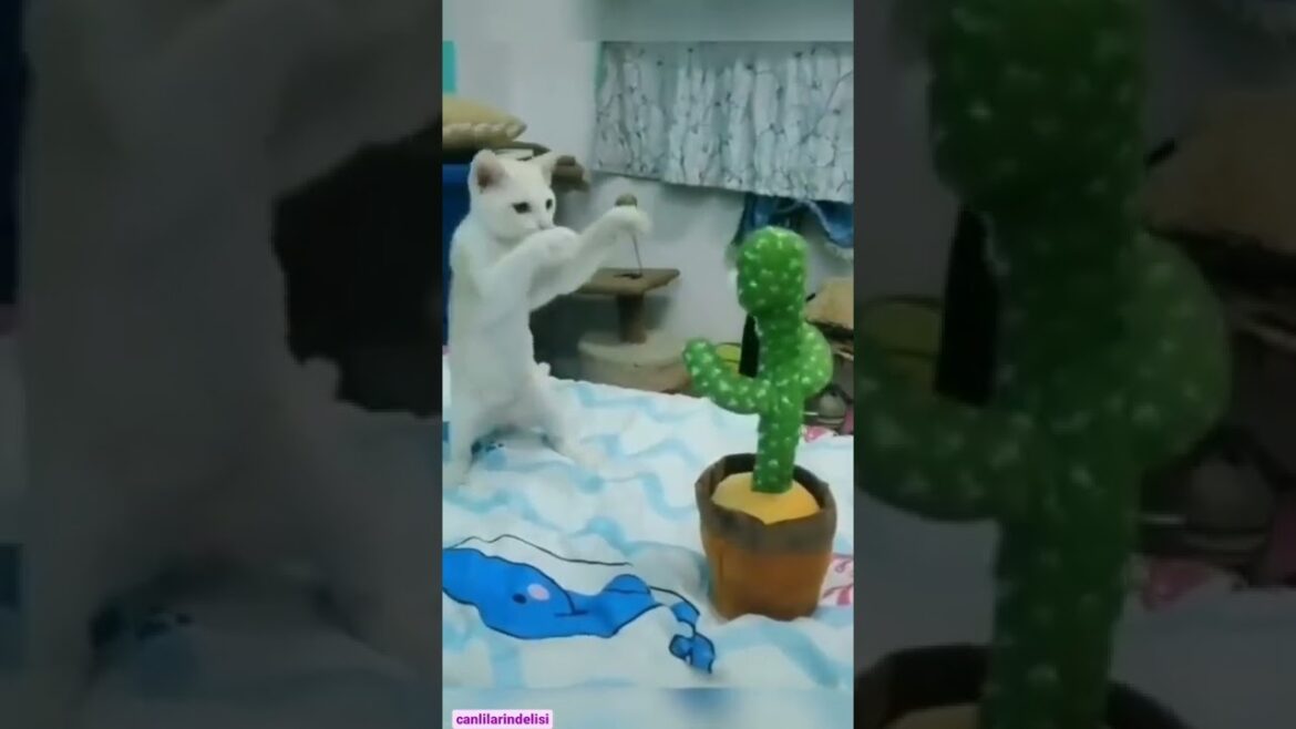 Kung Fu Cat #shorts