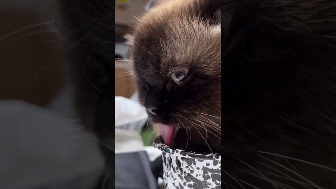 コップで水を飲む事にハマった猫 #ヒマラヤン #猫のいる暮らし #funnycats  #shorts