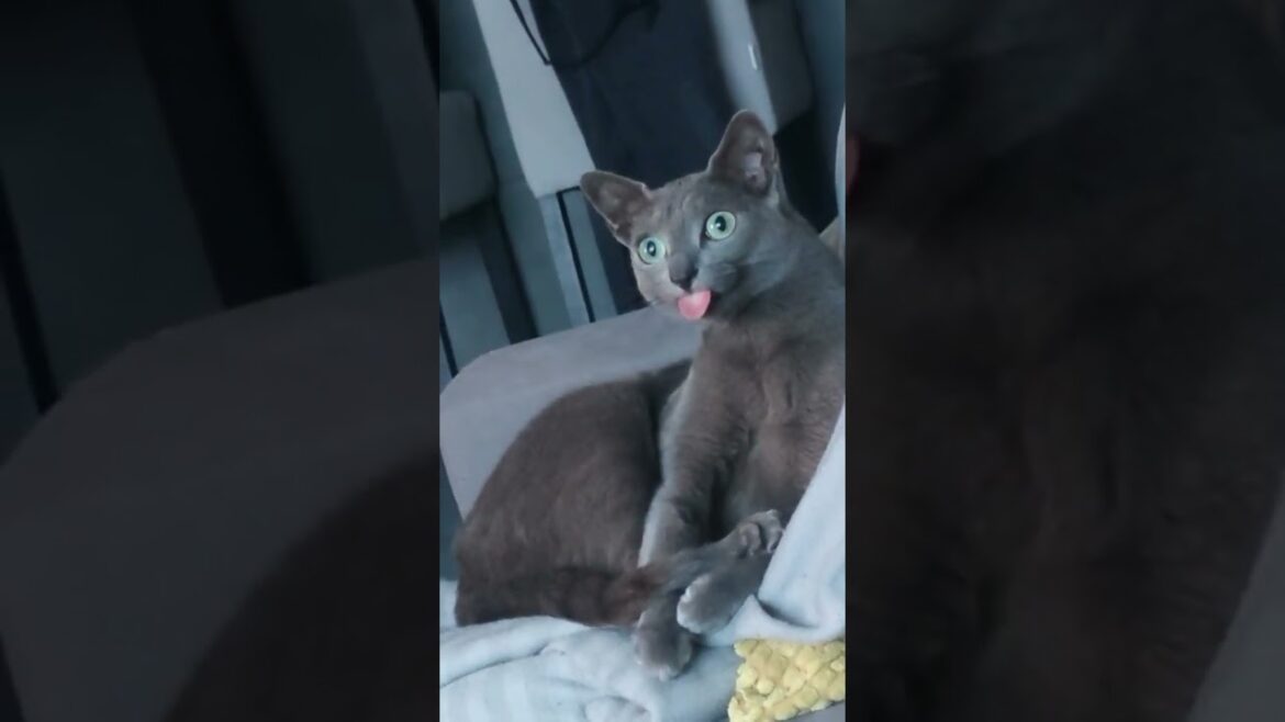 see my 😝 #shorts  #funnypets #cat #dog #pet #funny #lovely #寵物 #可愛 #貓 #狗 #萌寵