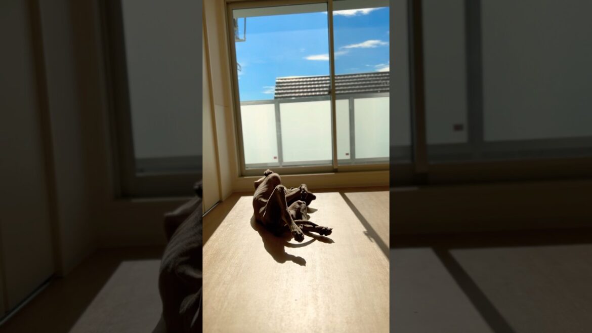 日向ぼっこをする愛犬　#大型犬 #ワイマラナー #大型犬のいる生活