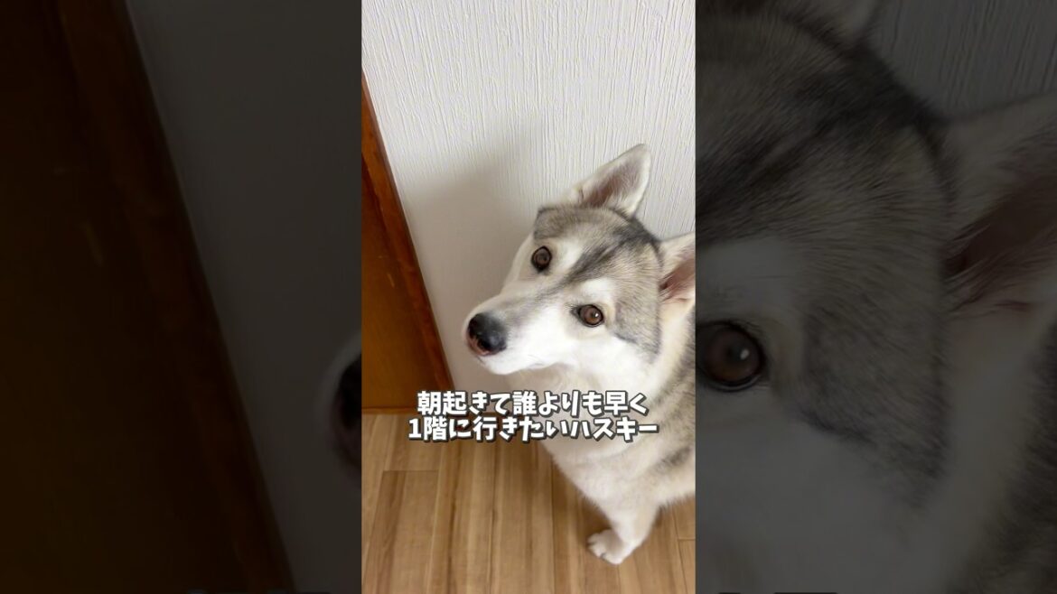 絶対に1番最初に階段を降りたいシベリアンハスキーwww