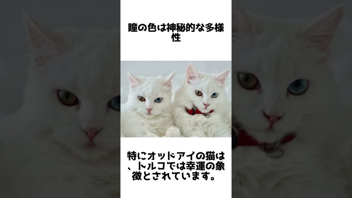 気品あふれる美しさ！ターキッシュアンゴラの魅力と雑学5選 #動物雑学 #1分雑学 #ターキッシュアンゴラ #shorts #猫