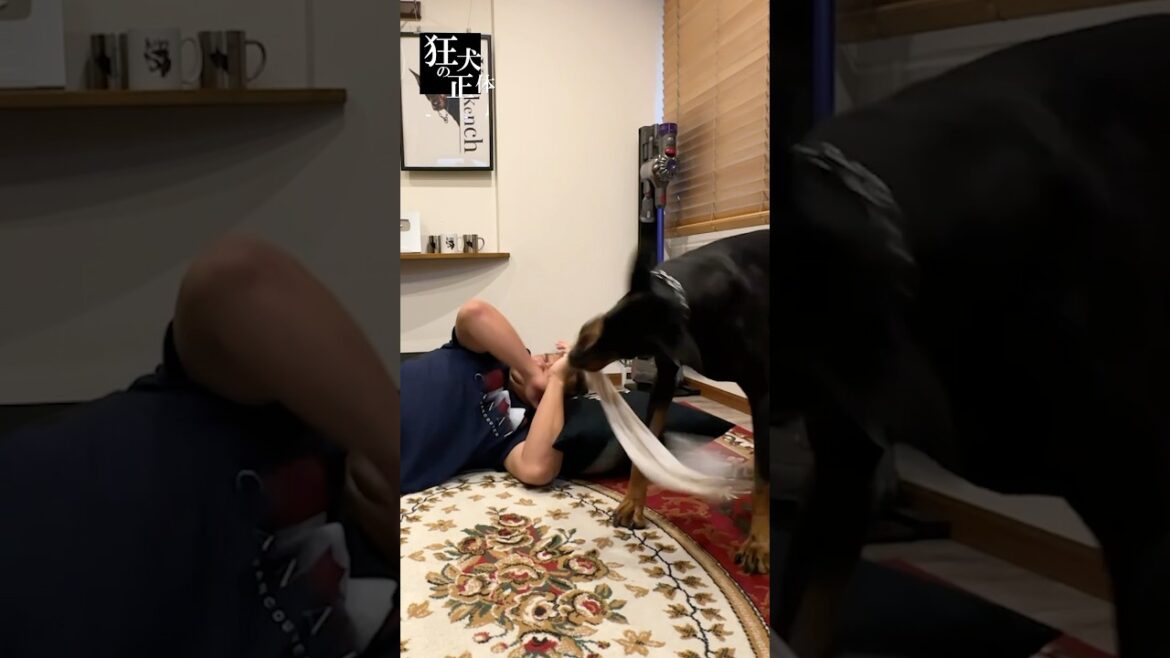 パパから離れないドーベルマン