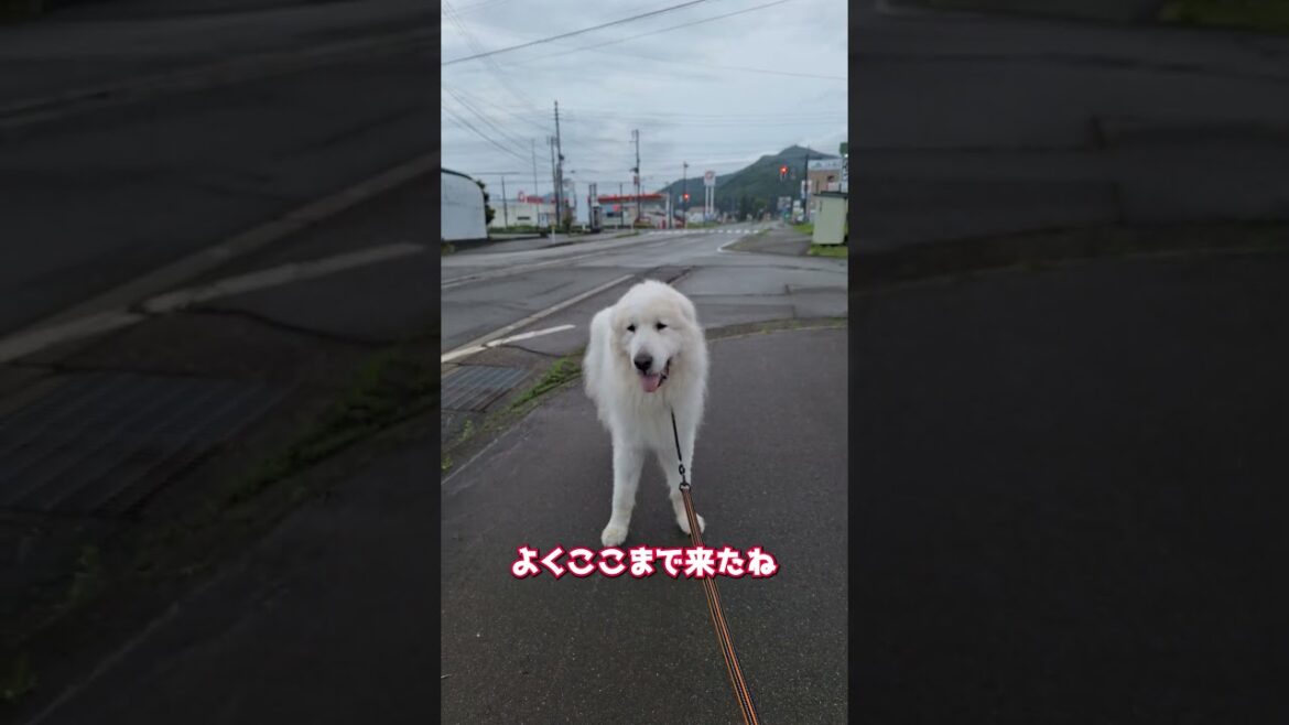 【レンまた脱走】2度目の脱走ルートを検証します #グレートピレニーズ #超大型犬 #レン #レンと遊ぼう #Shorts