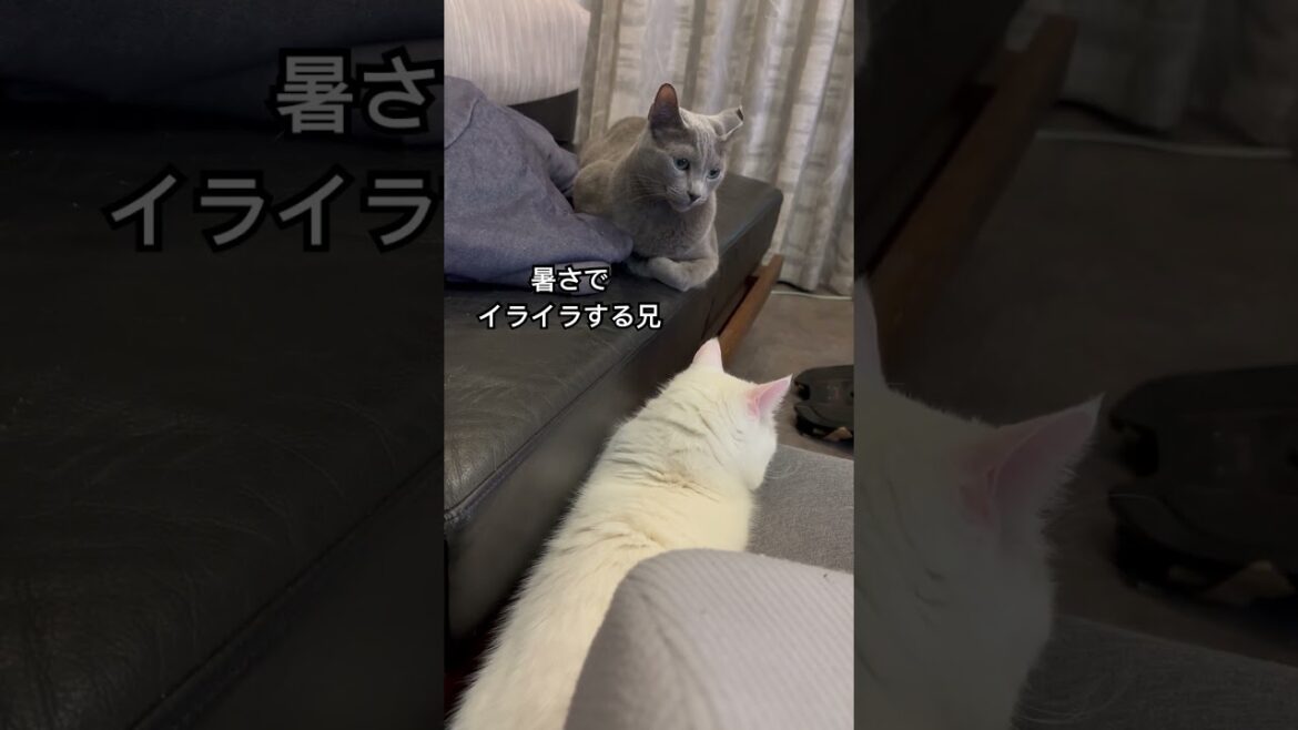 ロシアンブルー | 毎日暑いにゃ | Russian Blue cat