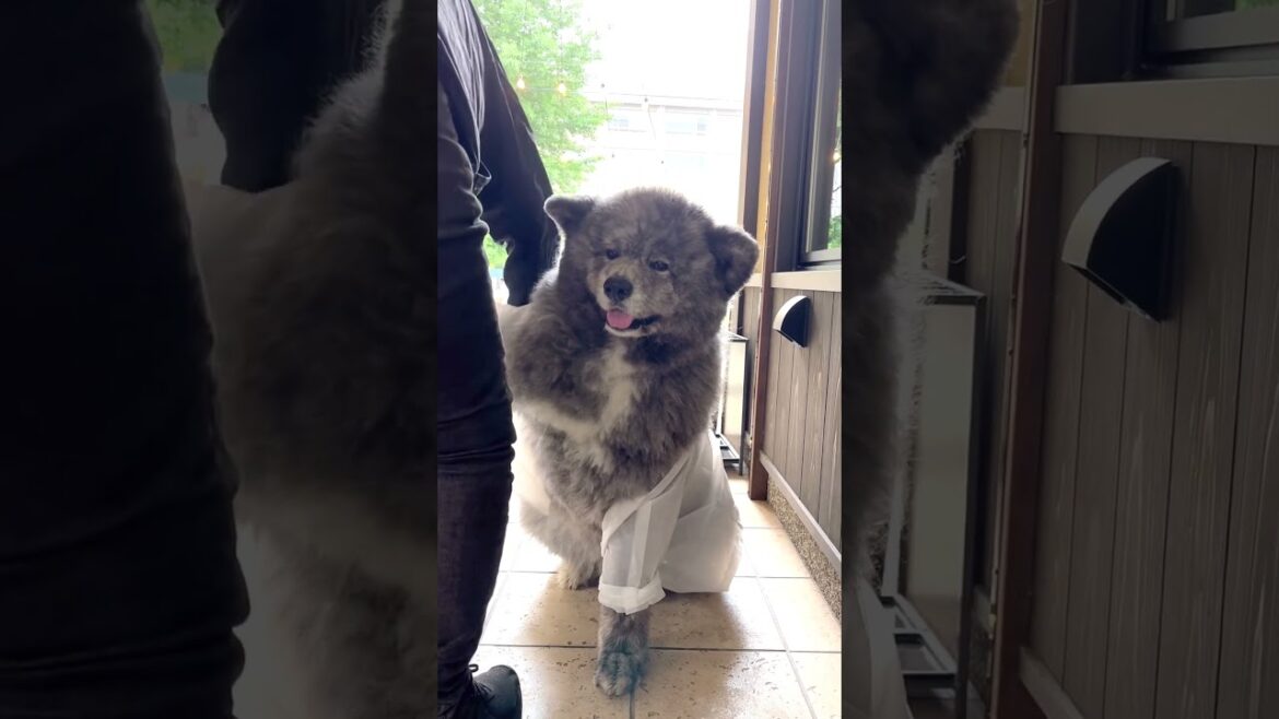 秋田犬長毛カイはレインコートと格闘