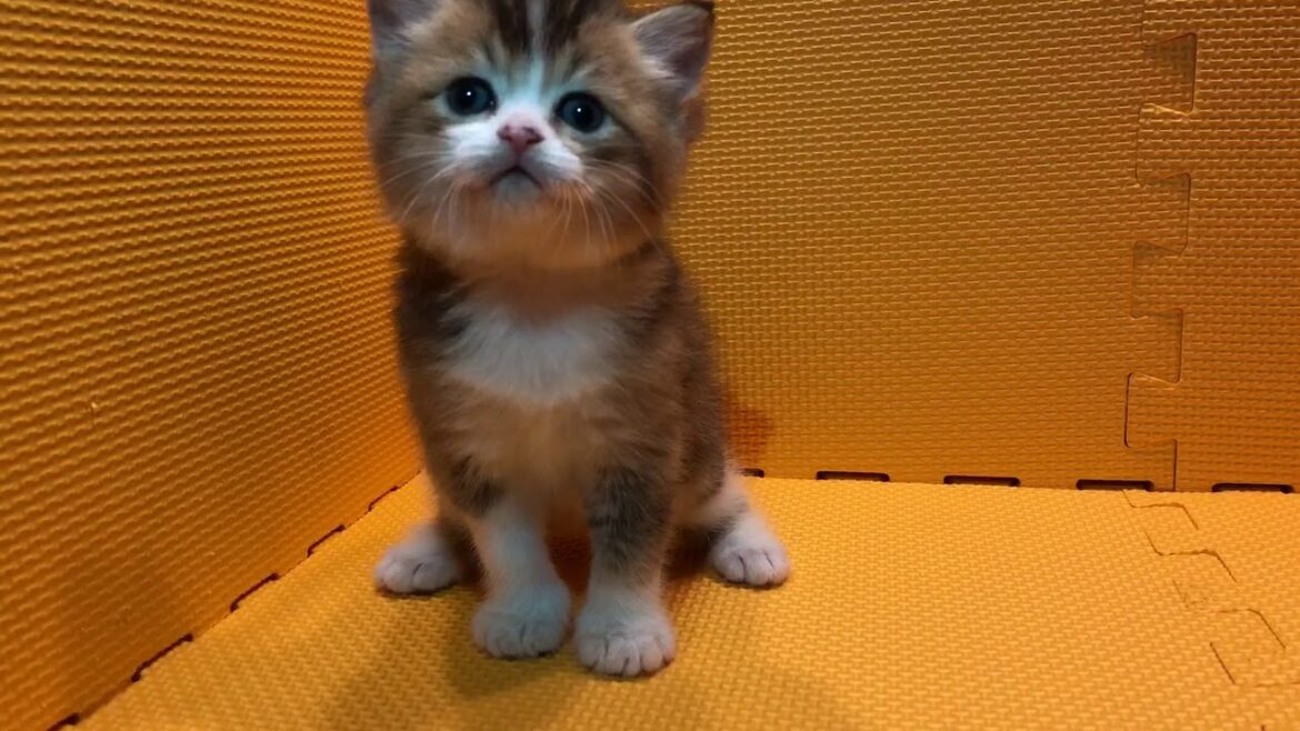 2018.3.12生まれアメリカンカール