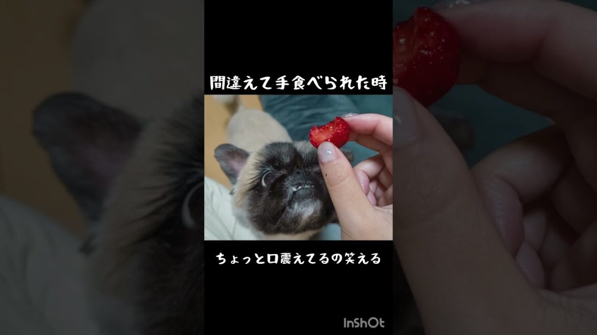 いちご大好き　#ペキニーズ