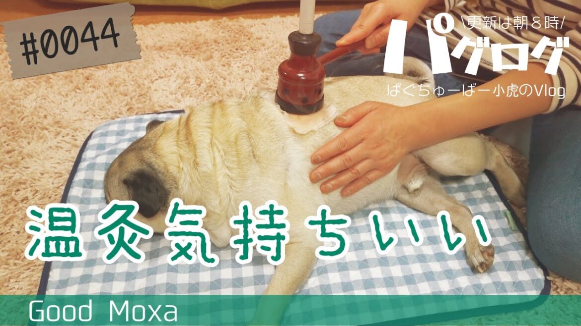 パグだって温灸、小虎が使ってる温灸セットも紹介 [パグログ-0044]