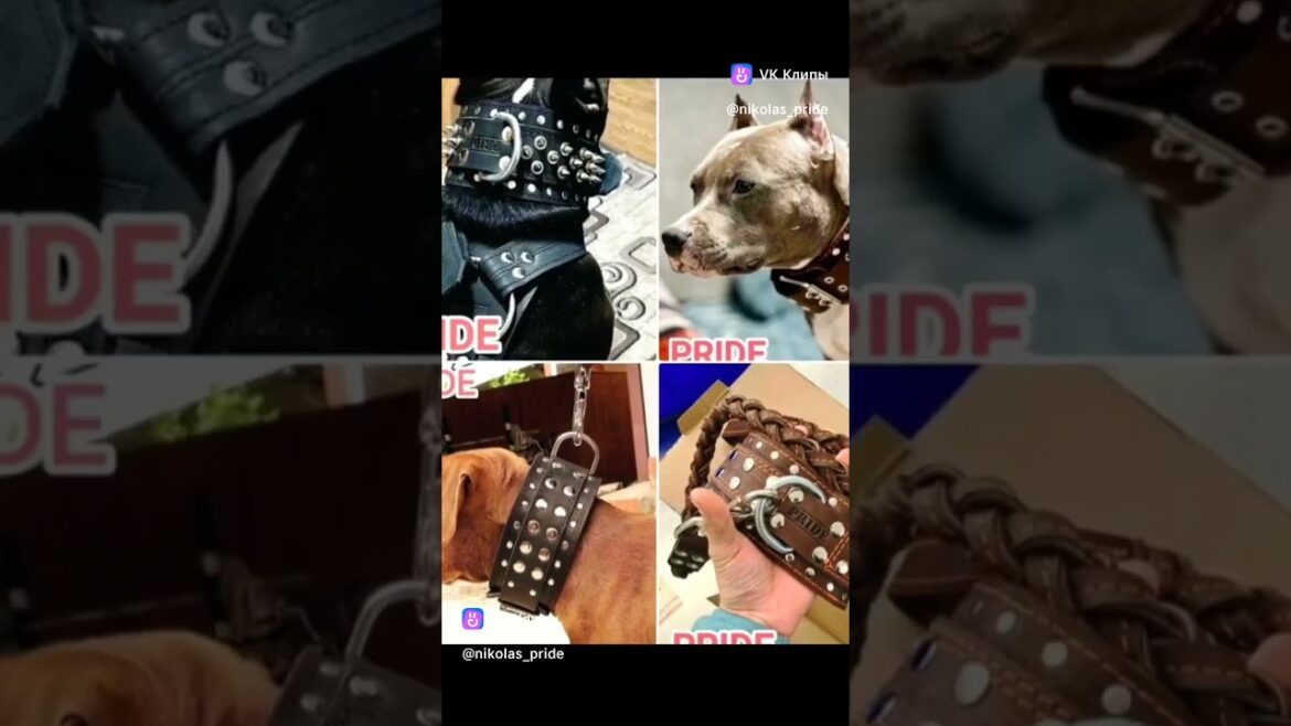 ШЛЕЙКА "UNIVERSAL ANATOMIC" #amstaff #pitbull