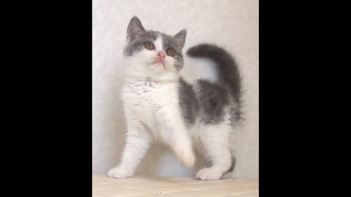 ブリティッシュショートヘアー子猫 British Shorthair 2025.4.14産まれ  ブルー&ホワイト 女の子 シーダキャット猫のお店 ブリティッシュショートヘアー子猫 British Shorthair 2025.4.14産まれ  ブルー&ホワイト 女の子 シーダキャット猫のお店