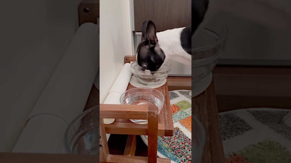 おはよう！メルの朝ごはん #ボストンテリア #ボステリ ##bostonterrier