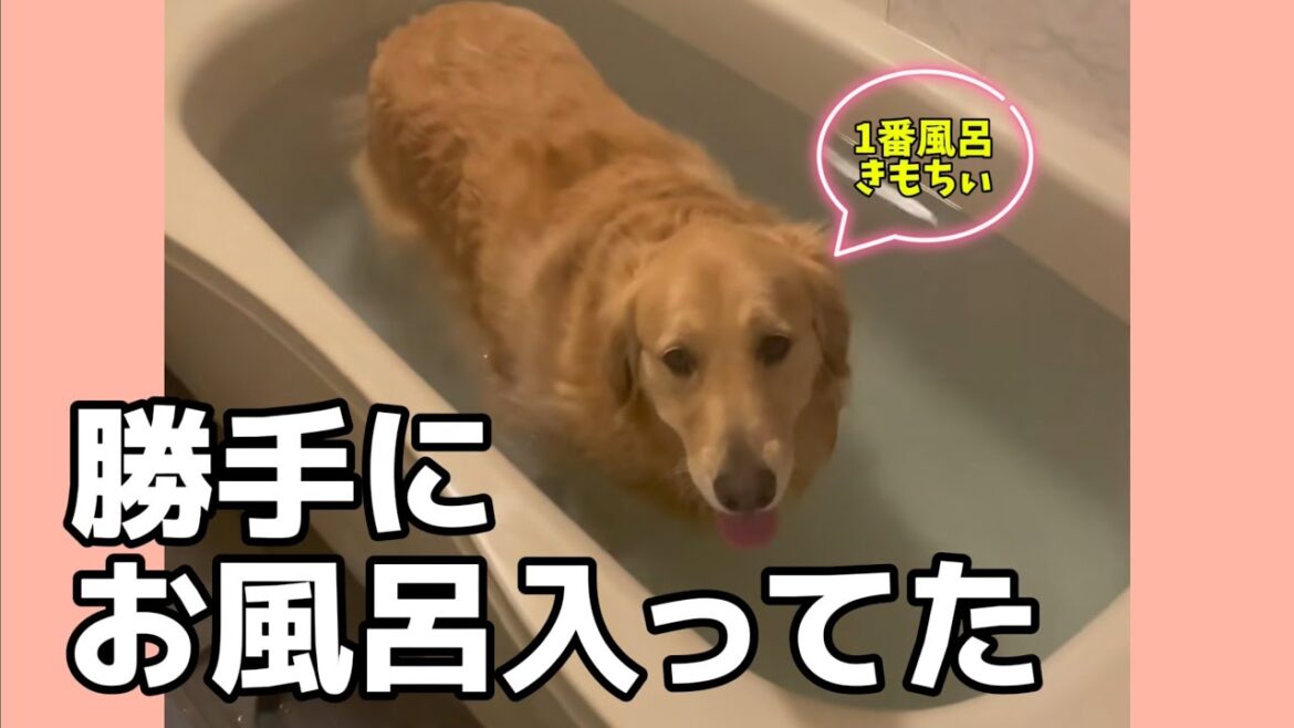 お風呂大好きすぎて、勝手に入るゴールデンレトリバー🐶