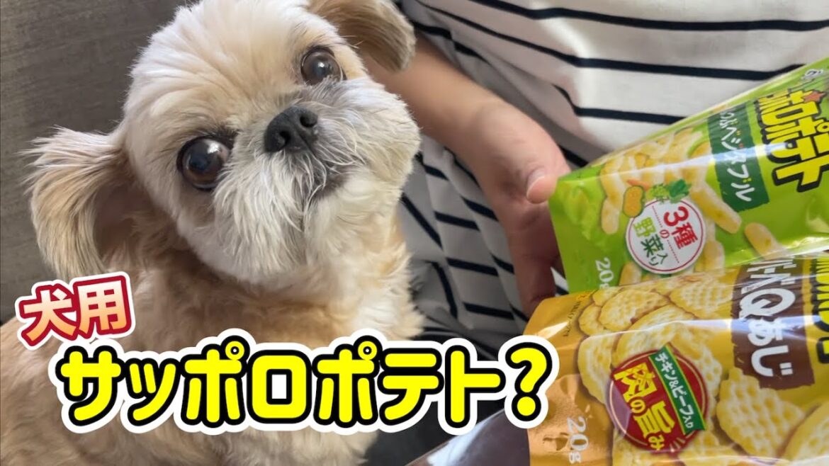 グラン・デリにワンちゃん専用サッポロポテトが出た！ チワワ×シーズー