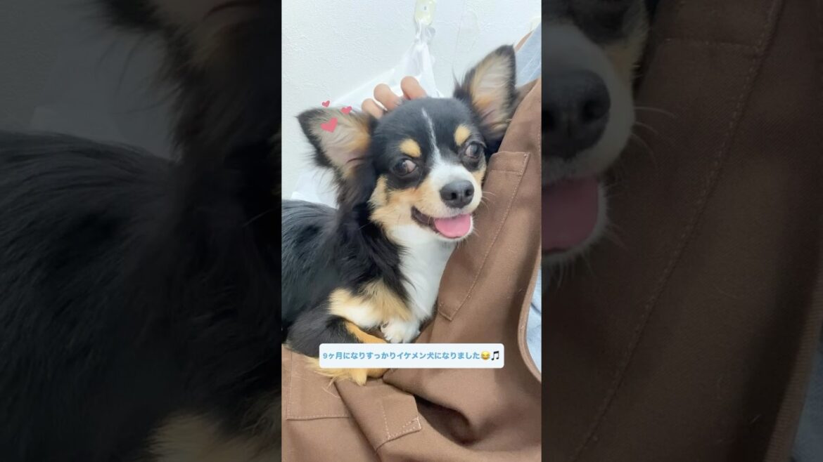 ロングコートチワワのミロ君　里親募集中✨