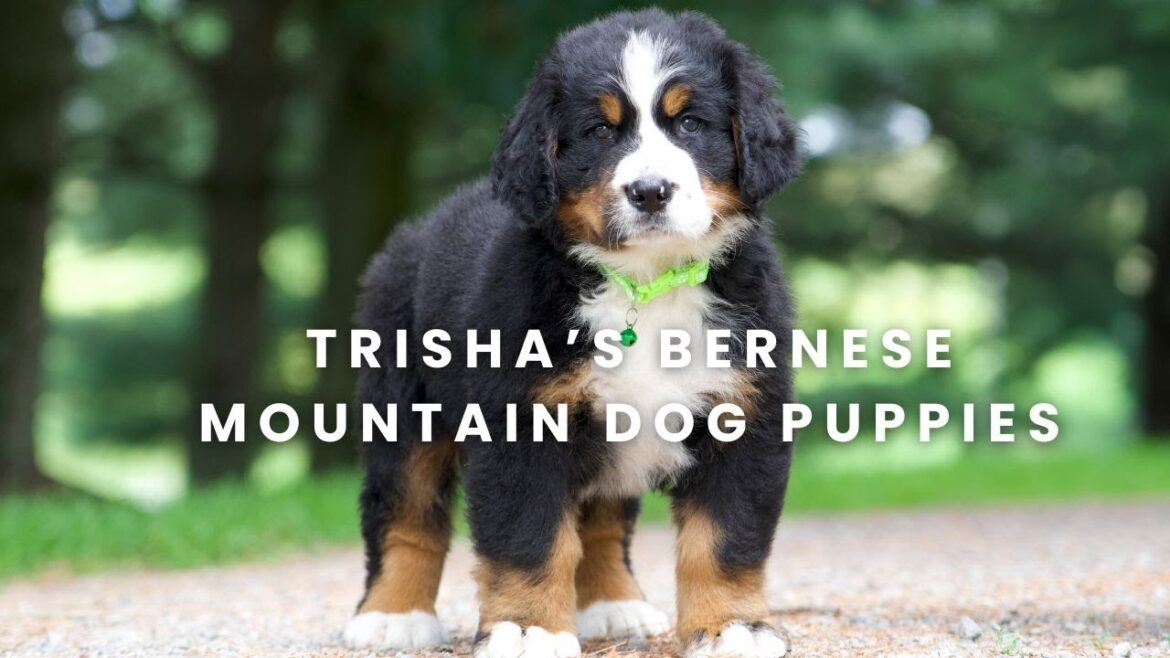マウンテン・ドッグ・コンパニオンではバーニーズ・マウンテン・ドッグの子犬を販売しています | トリシャの子犬情報