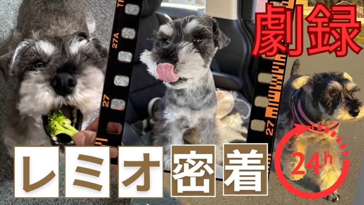 【ミニチュアシュナウザー】✨劇録！レミオ密着24時🐾 〜ミニチュアシュナウザーの秘密の1日を大公開！〜