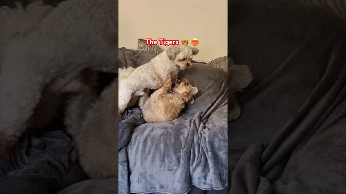 The Tussling Terriers ๐ The Tussling Terriers ๐