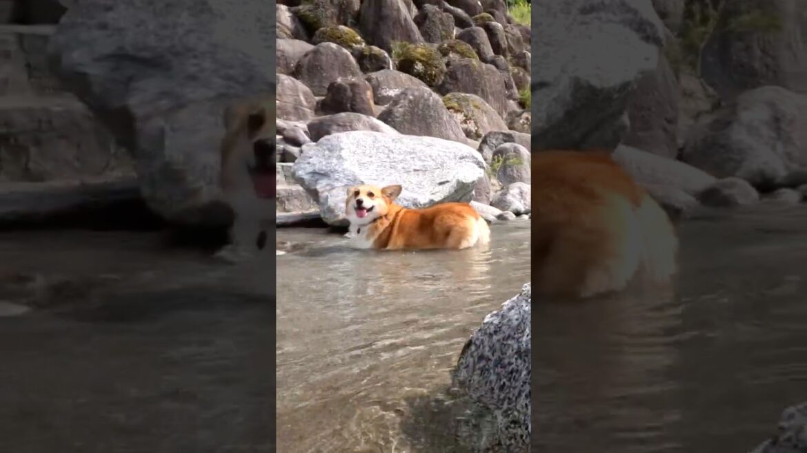 水辺が心地良さそうなコーギー / A corgi looking very comfortable in the shallows. #コーギー #corgi #サクラ