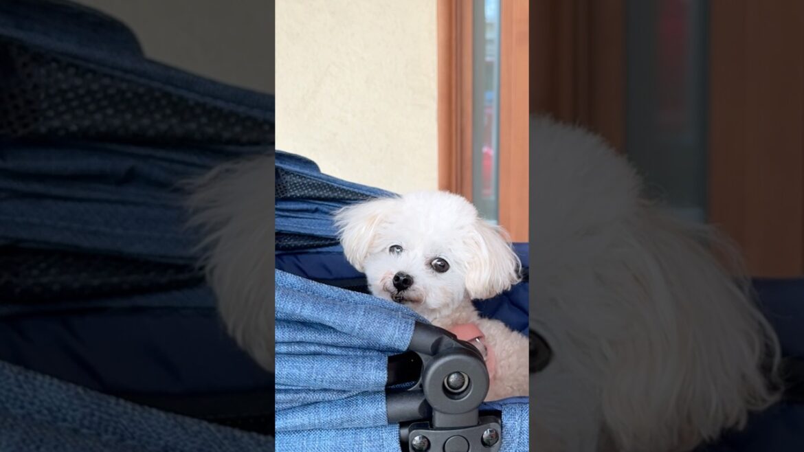 ママに会いたすぎて、キュン鳴きする犬が可愛すぎました #shorts #トイプードル #可愛い犬