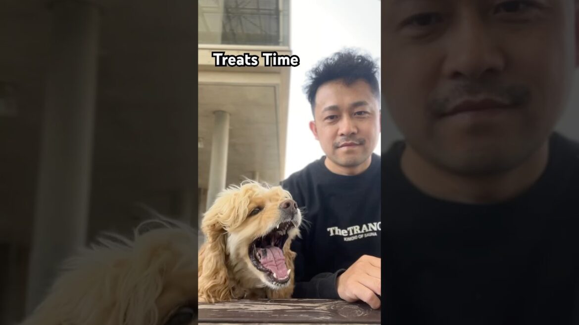 焦って食べるから🤣 #アメリカンコッカースパニエル #cockerspaniel #いぬのいる生活 #アメコカ