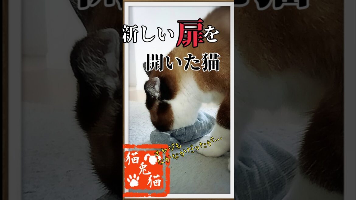 オヤジの香りの次は… #酔いどれ知らず #tnr #cat #スノーシュー猫 #保護猫 #猫のいる暮らし #ブルーアーカイブ #ボカロ オヤジの香りの次は… #酔いどれ知らず #tnr #cat #スノーシュー猫 #保護猫 #猫のいる暮らし #ブルーアーカイブ #ボカロ