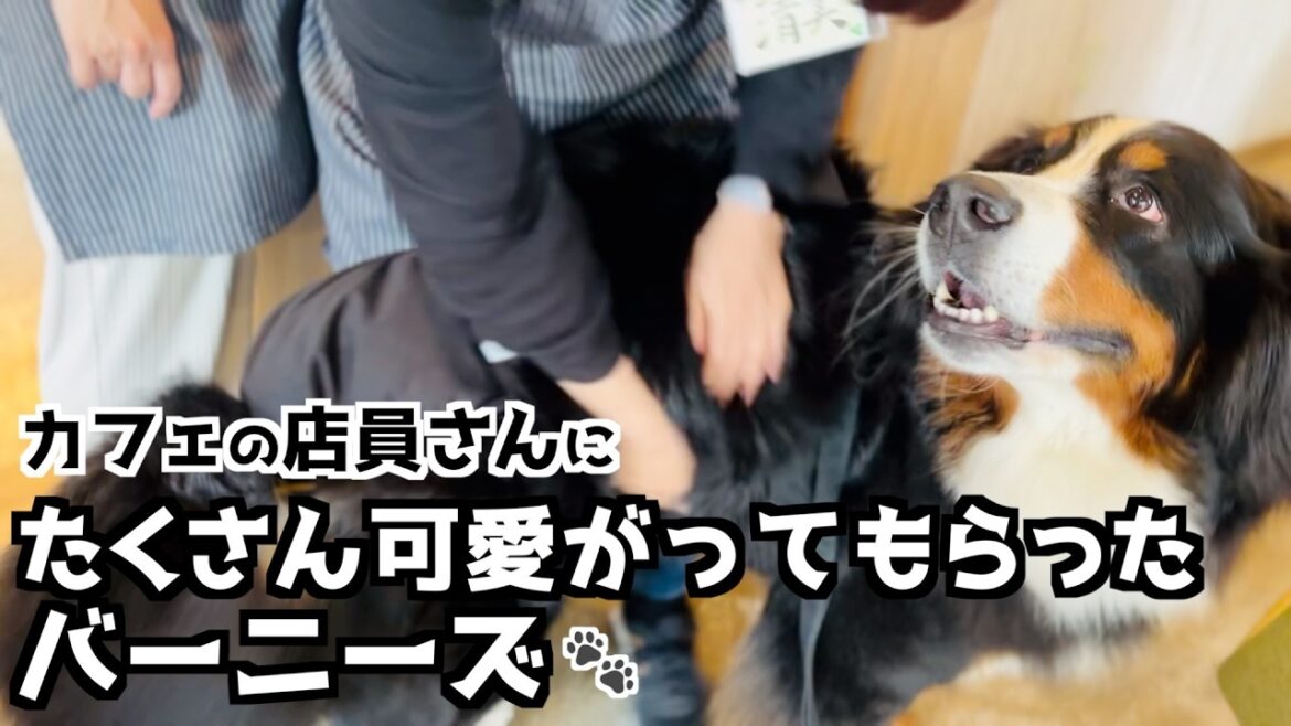 ドッグカフェ「まるっと」でバーニーズ大喜び‼️店員さんにたっぷり可愛がってもらいました❤️