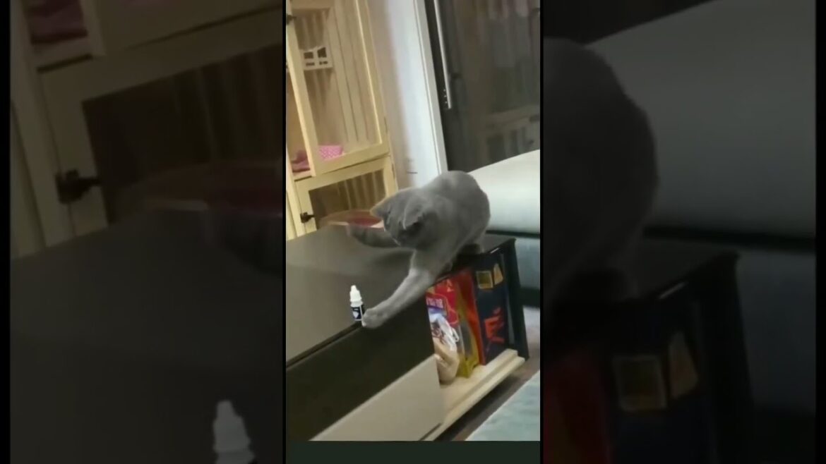 Very smart and clever kitty ๐๐ very funny ๐ฑ๐ #kitty #puppy #shorts #funny Very smart and clever kitty ๐๐ very funny ๐ฑ๐ #kitty #puppy #shorts #funny