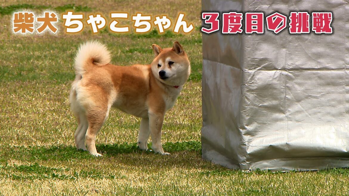 柴犬ちゃこちゃん 嘱託警察犬3度目の挑戦 柴犬ちゃこちゃん 嘱託警察犬3度目の挑戦