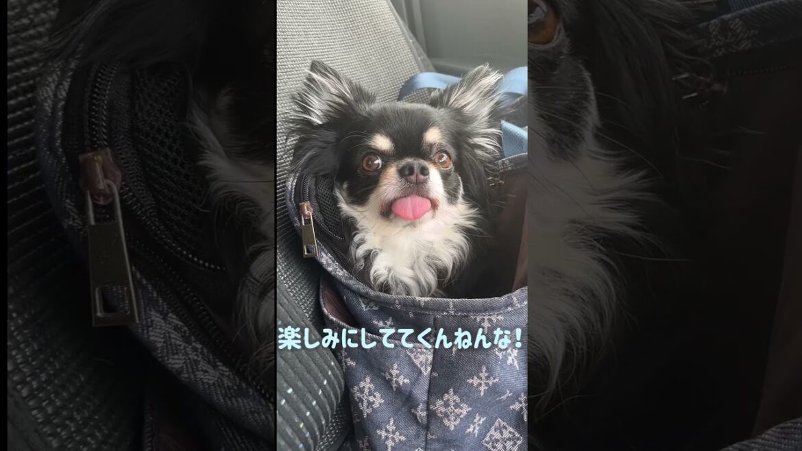 ロングコートチワワ　トリミング前→トリミング後#shorts #チワワ #dog #犬のいる生活 #癒し #可愛い #cutedogs #funydog#トリミング