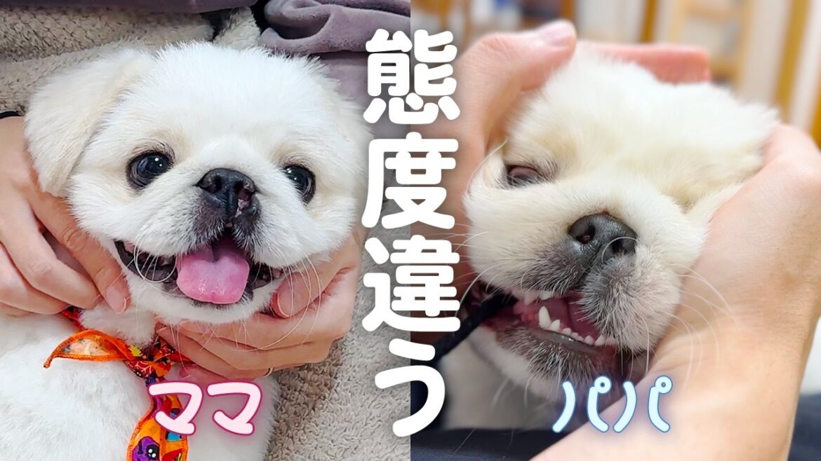 【子犬】ママとパパで態度が全く違うペキパグ。【ペキニーズとパグ/ミックス犬/pekingese pug puppy】