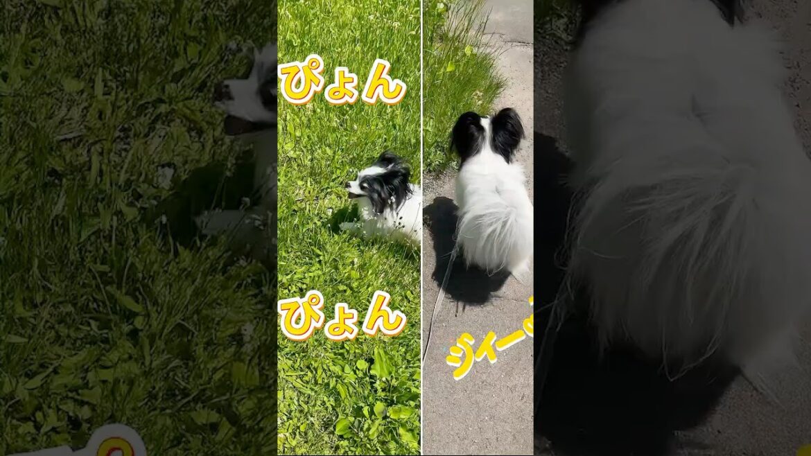 【パピヨン】ぴょんぴょんアメリと、見つめる先に…？🐾🌱