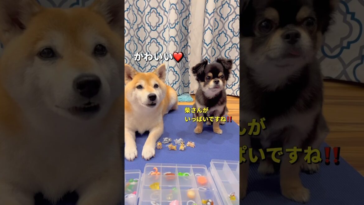 あげないよ🤣#柴犬 #チワワ #shorts