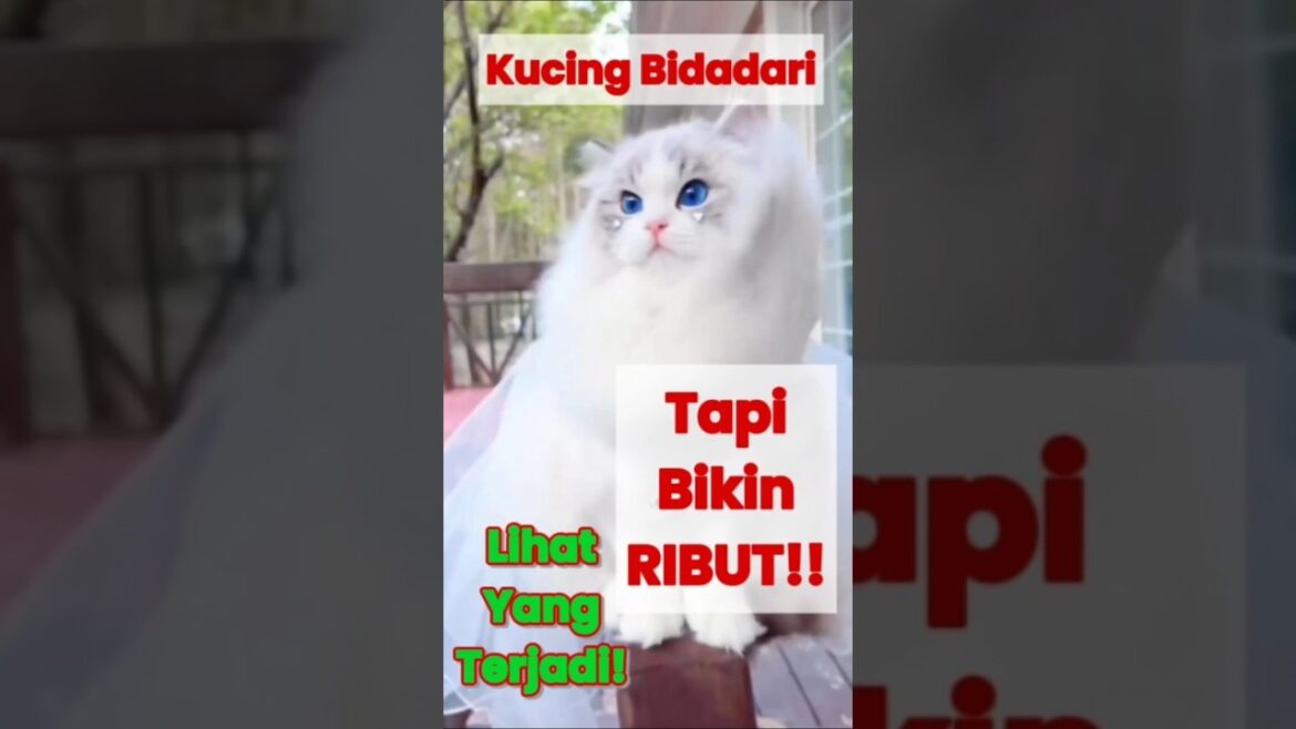 Jangan Percaya Ragdoll Cantik... Liat Apa Yang Terjadi!! 😻⚠️ #shorts #ragdollcat