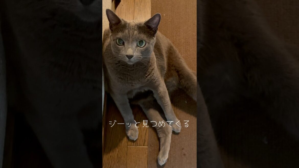 【ロシアンブルー】めろん♡さりげなくそばにいてくれます🥰【猫】#shorts