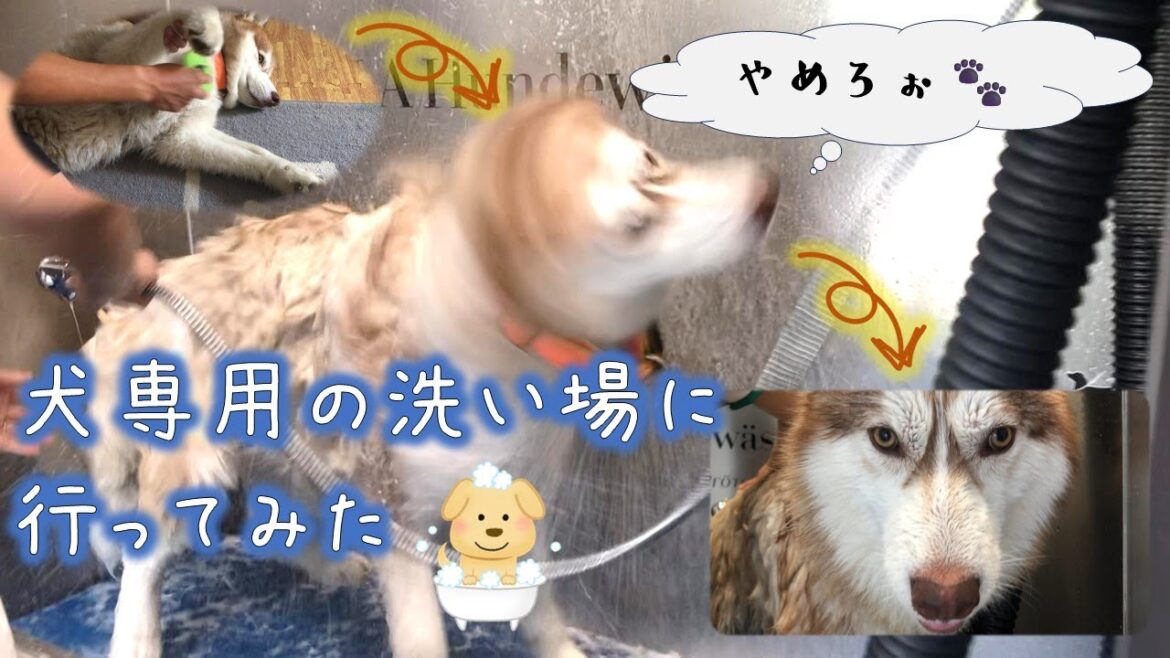 【95】犬洗い場に行ってみた in ドイツ