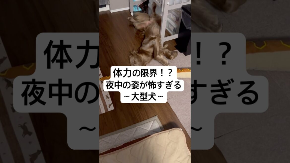 夜中の姿がホラーすぎる大型犬#大型犬 #犬のいる暮らし #ワイマラナー#ワイマラナーロングヘアード #dog#wiemaraner #shorts #ルルちゃんのルンルンちゃんねる