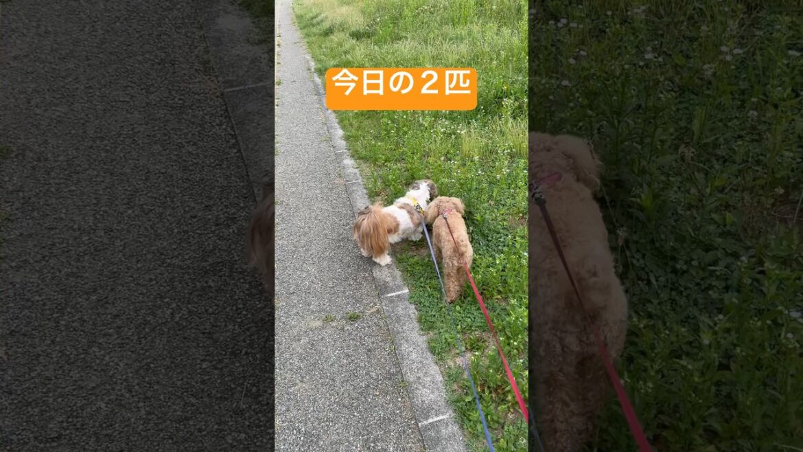 【重要任務】シーズーとトイプー、クン活によるパトロールに異常なし！この真剣な横顔、可愛すぎてたまらん！#YouTubeショート#Shorts#トイプードル#シーズー#チョコ#レオン
