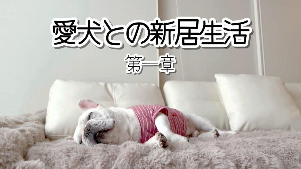 愛犬との新居生活がスタートしました【フレンチブルドッグ frenchbulldog】