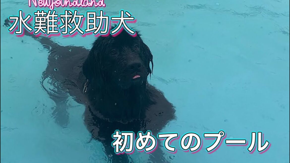 ニューファンドランド初めてのプール♪#ニューファンドランド　#超大型犬　#ポメラニアン　#保護犬　#多頭飼い　#Shorts