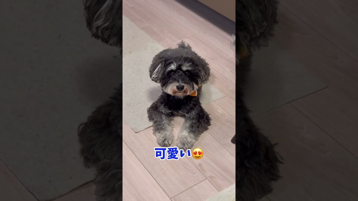 なんか顔が▽なわんこ #シュナウザー #ミニチュアシュナウザー #犬のいる生活 #元気になる動画 #元気お届け #わんこ #愛犬 #いぬ #癒し #可愛い #わんわん #わんちゃん #かわいい