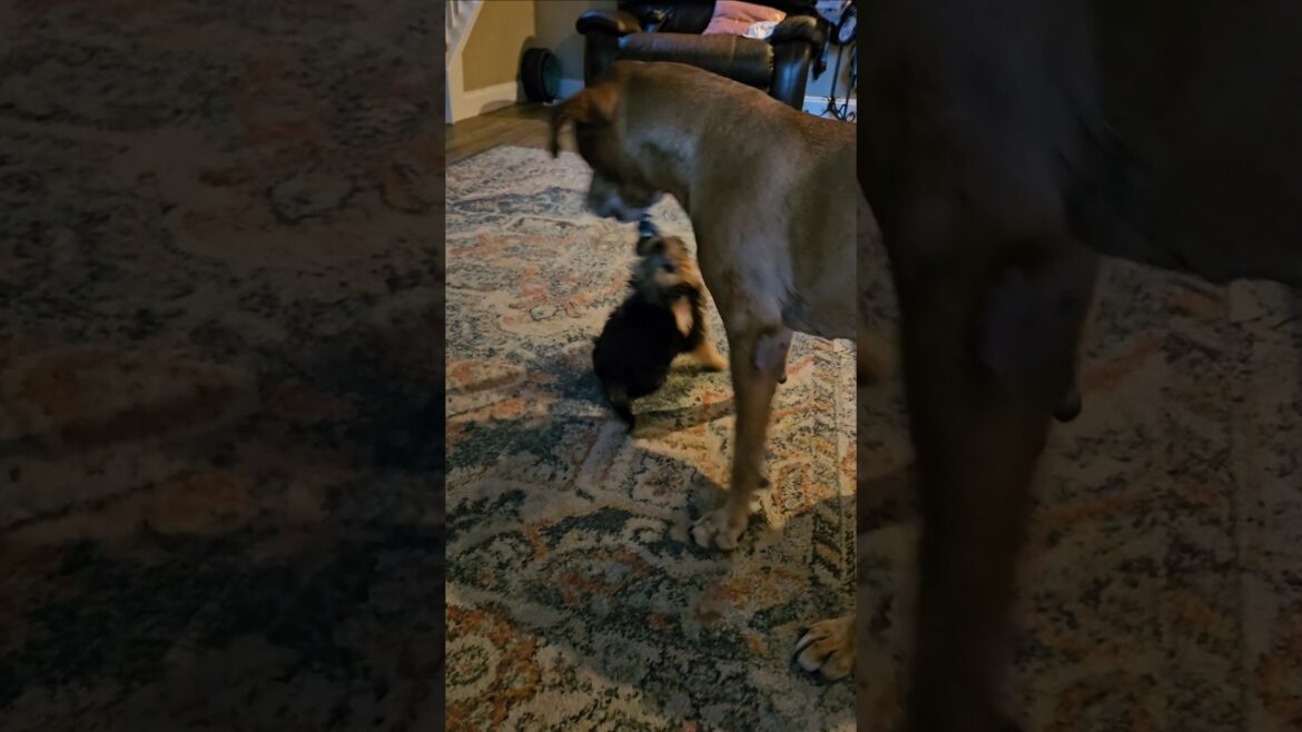 Phoebe & Joey. Toy Battle!
