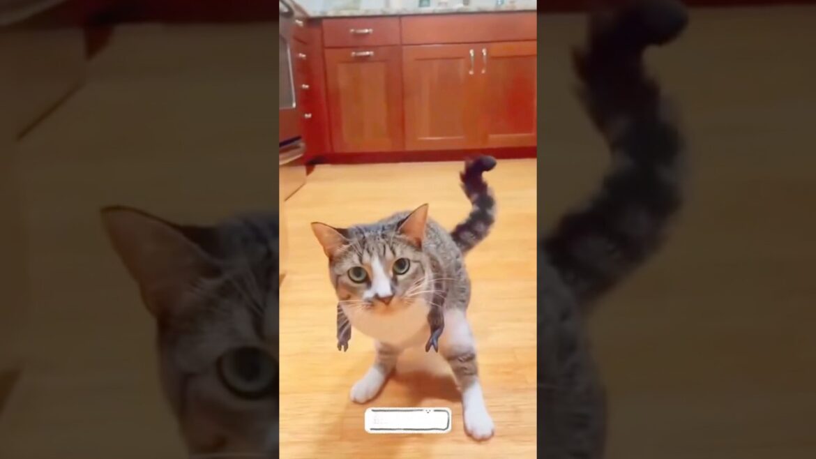 Cat Lost her Front Legs Man Rescued #story #shorts #viralvideo #cute #animals #cat #amazingfacts Cat Lost her Front Legs Man Rescued #story #shorts #viralvideo #cute #animals #cat #amazingfacts